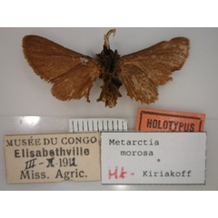 /filer/webapps/moths/media/images/M/morosa_Metarctia_HT_RMCA_02.jpg