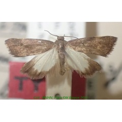 /filer/webapps/moths/media/images/H/humbertella_Imma_HT_MNHN.jpg