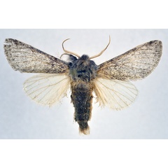 /filer/webapps/moths/media/images/S/steniptera_Epicerura_AM_NHMO.jpg