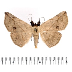 /filer/webapps/moths/media/images/A/acutissima_Hypopleurona_AM_BMNH.jpg