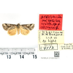 /filer/webapps/moths/media/images/N/niloticus_Brevipecten_AT_BMNH.jpg