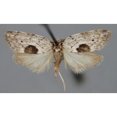 /filer/webapps/moths/media/images/B/bimaculosa_Viettesia_A_BMNH.jpg