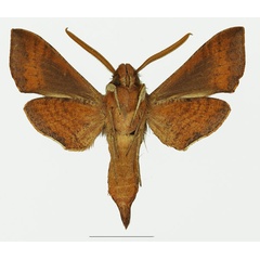 /filer/webapps/moths/media/images/L/laticornis_Basiothia_AM_Basquinb.jpg