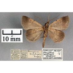 /filer/webapps/moths/media/images/M/melalepis_Plecoptera_ST_OUMNH_02.jpg