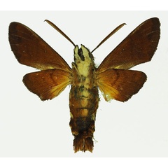 /filer/webapps/moths/media/images/P/pachycerus_Macroglossum_AM_Basquinb.jpg