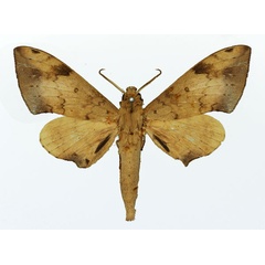 /filer/webapps/moths/media/images/G/girardi_Polyptychus_AM_Basquin_01.jpg