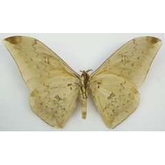 /filer/webapps/moths/media/images/H/heyeri_Bunaea_HT_NHMUKb.jpg