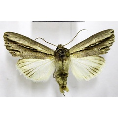 /filer/webapps/moths/media/images/P/perstriata_Mimleucania_AM_TMSA.jpg