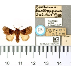 /filer/webapps/moths/media/images/B/basibrunnea_Birthama_HT_BMNH.jpg