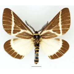 /filer/webapps/moths/media/images/P/picarina_Sabalia_AM_Basquin_01.jpg