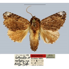 /filer/webapps/moths/media/images/M/malagasy_Callopistria_HT_MNHN.jpg