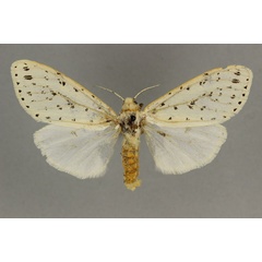 /filer/webapps/moths/media/images/U/ugandae_Paralpenus_AF_BMNH.jpg