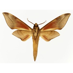 /filer/webapps/moths/media/images/M/mpassa_Phylloxiphia_AM_Basquin_02.jpg