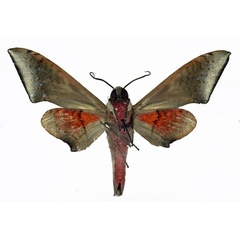 /filer/webapps/moths/media/images/M/murinus_Polyptychus_AM_Basquin_02.jpg