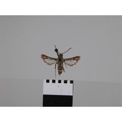 /filer/webapps/moths/media/images/L/leucozonipus_Crinipus_STF_MNHN.jpg