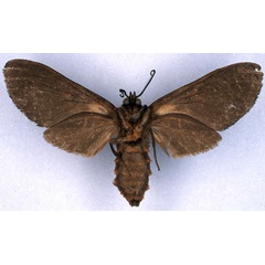 /filer/webapps/moths/media/images/R/rubripuncta_Metarctia_HT_BMNH_02.jpg