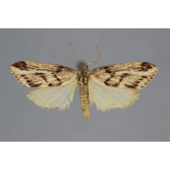 /filer/webapps/moths/media/images/S/simulator_Parexilisia_A_BMNH.jpg