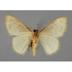 /filer/webapps/moths/media/images/S/submaculata_Idaea_A_ZSM_02.jpg
