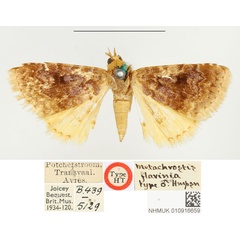 /filer/webapps/moths/media/images/F/flavinia_Metachrostis_HT_BMNH.jpg