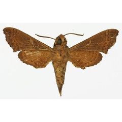 /filer/webapps/moths/media/images/T/trapezoidea_Temnora_AM_Basquin_01b.jpg