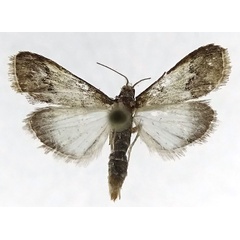/filer/webapps/moths/media/images/T/trisignalis_Autocharis_HT_ZSM.jpg