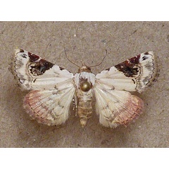 /filer/webapps/moths/media/images/E/ecthaemata_Eublemma_A_Butler.jpg