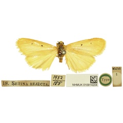 /filer/webapps/moths/media/images/R/rejecta_Setina_HT_BMNH.jpg