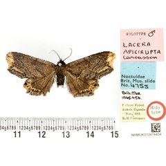 /filer/webapps/moths/media/images/A/apicirupta_Lacera_HT_BMNH.jpg