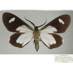 /filer/webapps/moths/media/images/F/famula_Pitthea_AM_ZSMa.jpg