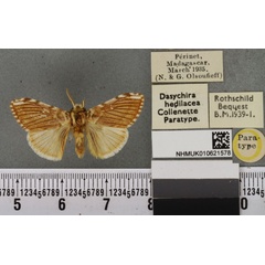 /filer/webapps/moths/media/images/H/hedilacea_Dasychira_PTM_BMNHa.jpg