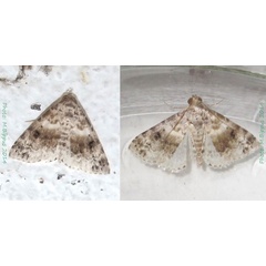 /filer/webapps/moths/media/images/P/pyrosticta_Eublemma_A_Bippus.jpg