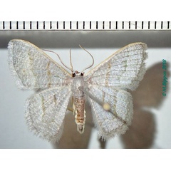 /filer/webapps/moths/media/images/S/stibolepida_Phaiogramma_AM_Bippus.jpg