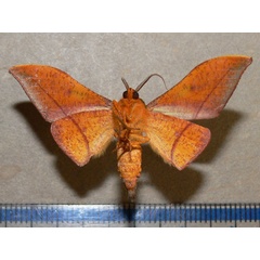 /filer/webapps/moths/media/images/A/anomalus_Plegapteryx_A_Goff_02.jpg