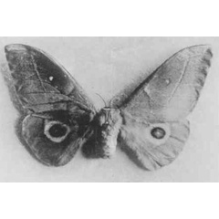 /filer/webapps/moths/media/images/C/chevalia_Nudaurelia_HT_NMKK.jpg