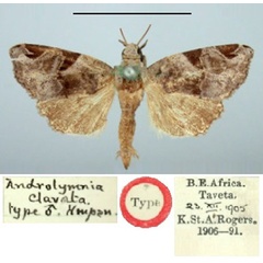 /filer/webapps/moths/media/images/C/clavata_Androlymnia_HT_BMNH.jpg