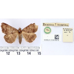 /filer/webapps/moths/media/images/T/torpida_Remigia_HT_BMNH.jpg