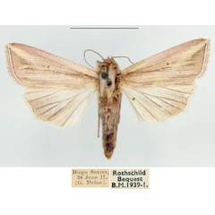 /filer/webapps/moths/media/images/T/tincta_Mythimna_AF_BMNH.jpg