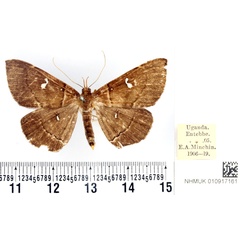 /filer/webapps/moths/media/images/N/nyctichroa_Gracilodes_AT_BMNH.jpg