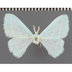 /filer/webapps/moths/media/images/I/incognita_Trimetopia_PTM_ZSM.jpg