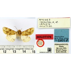 /filer/webapps/moths/media/images/I/isabellae_Nyodes_HT_BMNH.jpg
