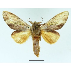 /filer/webapps/moths/media/images/I/intensiva_Tricholoba_AM_Basquin_02.jpg