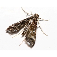 /filer/webapps/moths/media/images/R/ramburialis_Diasemiopsis_A_Grimm.jpg