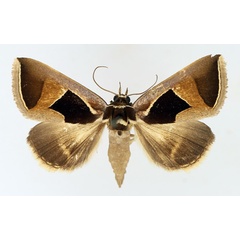 /filer/webapps/moths/media/images/E/embolophora_Fodina_AF_TMSA_01.jpg