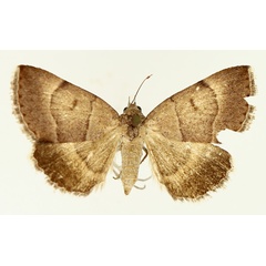 /filer/webapps/moths/media/images/D/deprivata_Plecopterodes_AF_TMSA_01.jpg