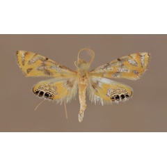 /filer/webapps/moths/media/images/C/capensis_Eoophyla_A_Butler.jpg