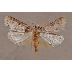 /filer/webapps/moths/media/images/B/basalis_Loryma_A_Butler.jpg