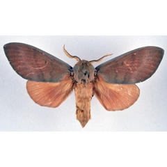 /filer/webapps/moths/media/images/R/robusta_Gonometa_AM_NHMO.jpg