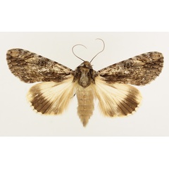 /filer/webapps/moths/media/images/T/tinctipennis_Ulotrichopus_AM_TMSA_01.jpg