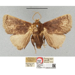 /filer/webapps/moths/media/images/R/robusta_Macrosemyra_HT_BMNH.jpg