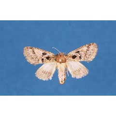 /filer/webapps/moths/media/images/S/sebelensis_Arbelodes_HT_BMNH.jpg